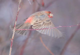 House Finch, male DPP_10043254 copy.jpg