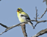 Goldfinch, male, breeding plumage, DPP_16017707 copy.jpg