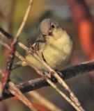 Warbling Vireo,DPP_10040137 copy.jpg