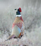 Ring-necked Pheasant, male DPP_10027324.jpg