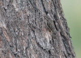 Brown Creeper DPP_10030609 2 copy.jpg