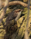 Brown Creeper with bug DPP_1024310.jpg