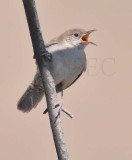 House Wren, Little Naches DPP_10034435 copy.jpg