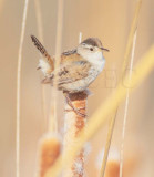 Marsh Wren, DPP_1028568 copy.jpg