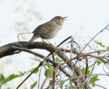House Wren Yakima DPP_16017587 copy.jpg