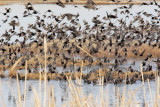 Starlings, Red-winged blackbirds, Yellow-headed blackbirds 4Z0456441004 copy.jpg