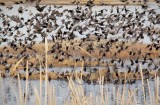 Starlings, Red-winged blackbirds, Yellow-headed blackbirds 4Z0456451004 copy.jpg