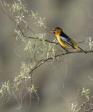 Bullock's Oriole WT4P71881603 copy.jpg