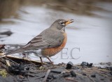 American Robin by stream  4Z0459351004 copy.jpg