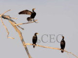 Double Crested Cormorants, 4Z0521351604 copy.jpg