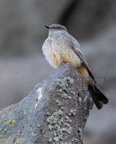 Say's Phoebe 4Z0517641005 copy.jpg