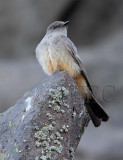 Say's Phoebe 4Z0517651005 copy.jpg