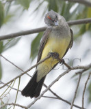 Weatern Kingbird, showing red on crown  _Z0534461005.jpg