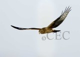 Northern Harrier_T4P23171604x.jpg