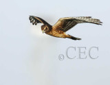 Northern Harrier_T4P23181604x copy.jpg