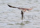 Osprey and fish _Z0555391004 copy.jpg