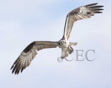 Osprey _Z0555671004 copy.jpg