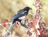 Black-billed Magpie DPP_1606240 copy.jpg