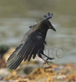 American Crow  DPP_18487b copy.jpg