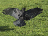 American Crow DPP_18577nshp copy.jpg
