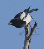 Black-billed Magpie  DPP_21700 copy.jpg