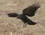 American Crow WT4P0235 copy.jpg