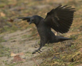 American Crow WT4P0236 copy.jpg