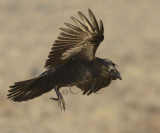 American Crow WT4P0296 copy.jpg