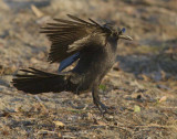 American Crow WT4P0304 copy.jpg