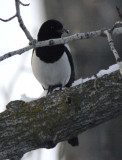 Black-billed Magpie WT4P80571600 copy.jpg