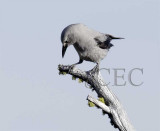 Clark's Nutcracker _T4P16341604 copy.jpg