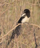 Young Black-biilled Magpie _Z0527691603.jpg
