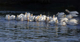 American White Pelicans, using Island Formation or Surround fishing technique  _T4P00041603.jpg