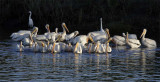 American White Pelicans, using Island Formation or Surround fishing technique  _T4P00291603 copy.jpg