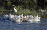 American White Pelicans, using Island Formation or Surround fishing technique  _T4P01131603 copy.jpg