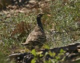 Grouse _28611600 copy.jpg
