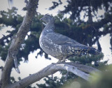 Grouse _T4P28111604 copy.jpg