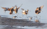 Marbled Godwits with Dunlin    _Z0622311006 copy.jpg