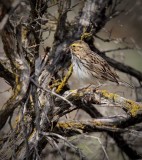 Savanna Sparrow, Moses Lake WA   4Z0481231004 copy.jpg