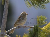 Vesper Sparrow, at 6400  IMG_26411600 copy.jpg