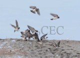 Cliff Swallow 4Z0482771004x copy.jpg