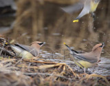 Cedar Waxwings by stream  4Z0459531004.jpg