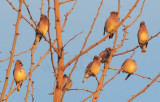 Cedar Waxwings, Yakima Arboretum DPP_1042467.jpg