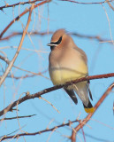 Cedar Waxwing in extreme cold  DPP_1042870.jpg