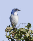 Scrub Jay _T4P29051604.jpg