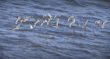 Black Turnstones with peep sandpipers _T4P21981604 copy.jpg