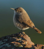 Rock Wren, DPP_09214.jpg