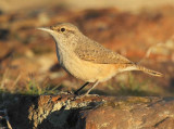 Rock Wren,  DPP_09223.jpg