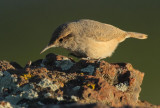 Rock Wren, with worm, DPP_09225.jpg