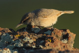 Rock Wren, with worm,  DPP_09226.jpg